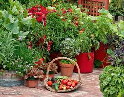 Five Easy Vegetables To Grow Garden Gate