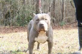 They have a stocky, athletic body with defined muscles that may seem intimidating. Xl Xxl Pitbull Puppies For Sale Blue Nose Pit Bully Pitbull