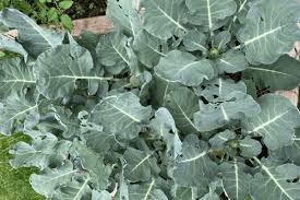 Square Foot Gardening Broccoli The