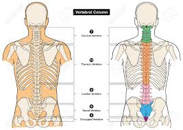 Vertebral Column Of Human Body Anatomy Infograpic Diagram Including