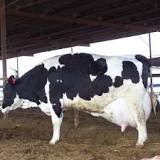 African Farm Resource Centre - Highest milk producing cow in ...