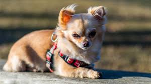 Best Chihuahua Harness For Walking Your Tiny Pooch