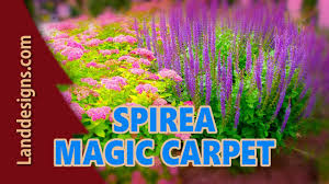 spirea magic carpet plant guide