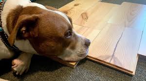 dog friendly flooring hardwood