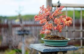 anese maple bonsai care guide plantly
