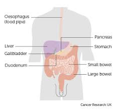 Diagram showing different functional parts of the pancreas. About Pancreatic Cancer Cancer Research Uk