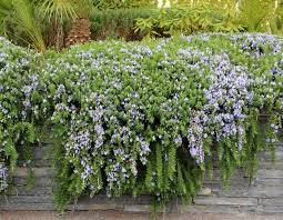 11 Stunning Cascading Plants For