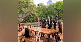 26 dog friendly patios around boston