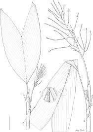 Image result for "Dypsis metallica"')