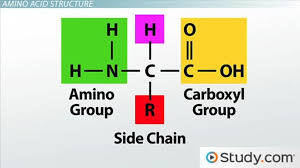 proteins amino acids formation