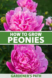 Peonies How To Grow Care For This