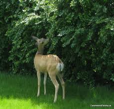 Keep Deer Out Of The Vegetable Garden