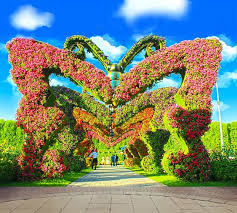 erfly page at dubai miracle garden