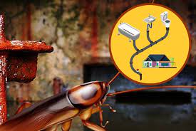 how to get rid of sewer roaches in your