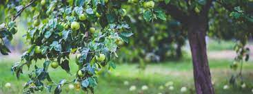 Backyard Fruit Trees You Should Grow