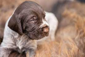 german wirehaired pointer dog breed