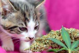 Although hemp seed oil and cbd oil for cats may be cousins in the plant world, hemp oil has negligible medical purposes and should not be. Cbd Oil For Arthritis In Cats Cbd Oil For Feline Joint Pain Cureganics