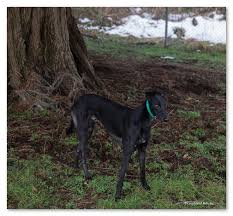 In addition to the above and resources permitting, afg facilitate the care and future security of greyhounds unwanted and abused. Meet Ziggy March Dog Of The Month