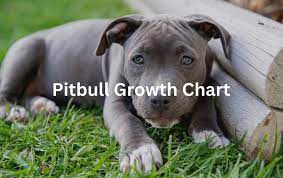 pitbull size chart growth weight chart