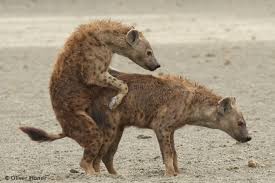 Accouplement entre hyènes tachetées – Projet Hyène