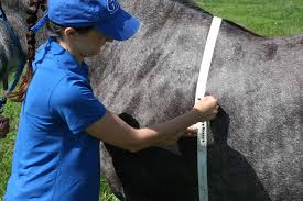 Adult Horse Weight Calculator The Horse
