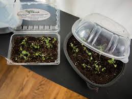 diy mini greenhouse seed starters