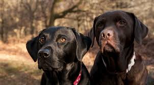 Sound carries over long distances. What Is The Right Age Gap Between Labradors
