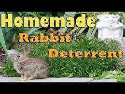 homemade wild rabbit deter you