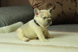 Ukpets found the following french bulldog for sale in the uk. Lilac Sable Color Frenchies Tomkings Kennel