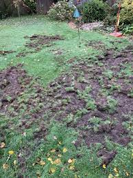Something Is Destroying Our Lawn Mumsnet