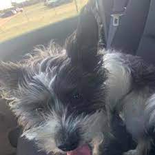 Lost Dogs In CANYON, TX - Lost My Doggie