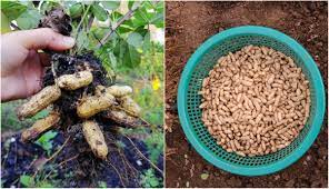 how to grow peanuts 100 nuts per plant