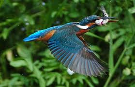 a colourful bird kingfisher wildlife