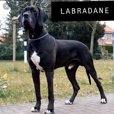 Great danes are some of the tallest dogs out there, weighing between 110 and 175 pounds and standing between 28 and 32 inches tall. Great Dane Mix With Labrador Dog Facts Black Labrador Dog