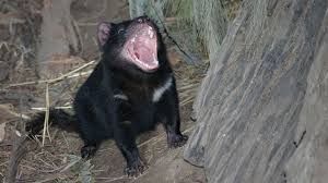 The tasmanian devil is the world's largest carnivorous marsupial, reaching 30 inches in length and weighing up to 26 pounds, although its size will vary widely depending on where it lives and the availability of food. The Devil S Details The Scientist Magazine