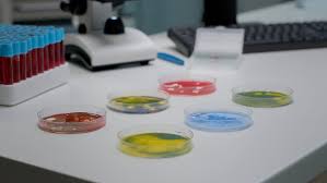 petri dishes with agar how to make