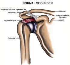 The different types of connective tissues in the shoulder are bone, articular cartilage, ligaments, joint capsules, and bursa (see gross anatomy). Shoulder Impingement Tendonitis Pinnacle Orthopaedics