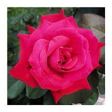 natural pink rose flower indian rose