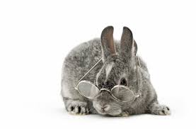 La durée de vie d'un lapin - Rabbits World