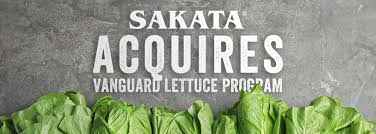 Арбуз елоу батеркап f1 код: Sakata Seed America Acquires Vanguard Lettuce Program And Now U Know