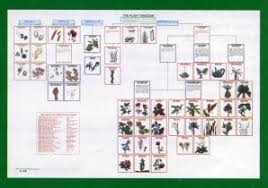 Plant Classification Chart 48 Pics Cl 500