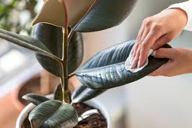 common houseplant pests problems