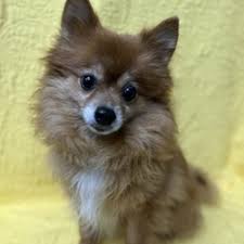 pomeranian puppies and dogs in marion