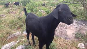 100 Kgs Osmanabadi Breed Goat Large Size Youtube