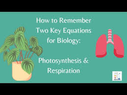 Key Stage Three Ks3 Biology Revision