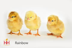 What is a Rainbow chicken?