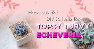 diy soil mix for topsy turvy echeveria