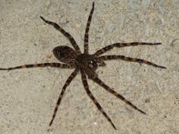Large Spider In Connecticut Dolomedes Tenebrosus