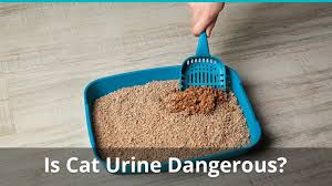 dangers of cat urine fumes toxicity