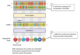 What Is A Gene Colinearity And Transcription Units Learn